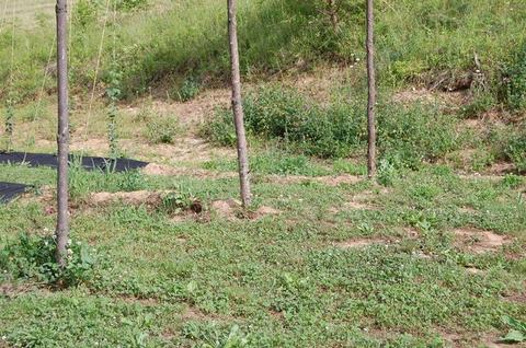 Three thin tree trunks on a grassy, uneven hillside with sparse ground cover