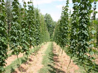 Rows of trellised hop vines climbing vertical strings in a sunlit field