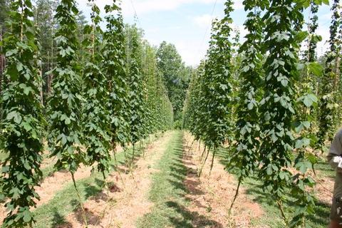 Rows of trellised hop vines climbing vertical strings in a sunlit field