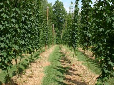 Rows of hop plants trained on trellises with grassy path down center