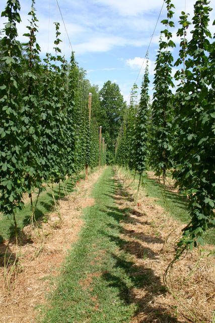 Rows of hop plants trained on trellises with grassy path down center