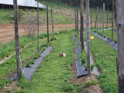 Rows of young plants with black groundcover, wooden support posts, and two cardboard boxes