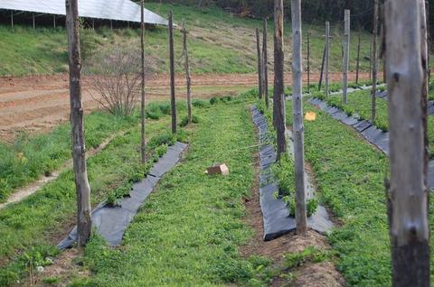 Rows of young plants with black groundcover, wooden support posts, and two cardboard boxes