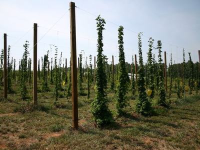Hops plants climbing wires on wooden poles in a cultivated field