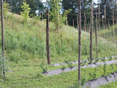 Rows of young hop plants with wooden poles and twine trellis on grassy hillside