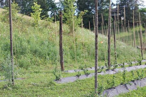 Rows of young hop plants with wooden poles and twine trellis on grassy hillside