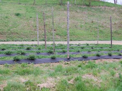 Rows of young plants on black plastic mulch with wooden stakes in a grassy field