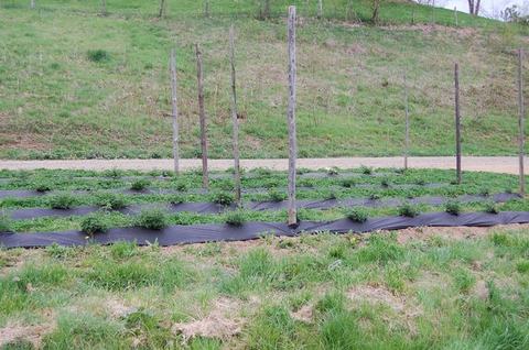 Rows of young plants on black plastic mulch with wooden stakes in a grassy field