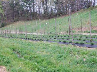Rows of young plants on black plastic mulch with vertical stakes in a grassy field