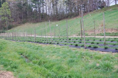 Rows of young plants on black plastic mulch with vertical stakes in a grassy field