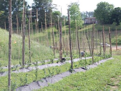 Rows of young plants trained on tall wooden poles in a rural field with a house on a hill