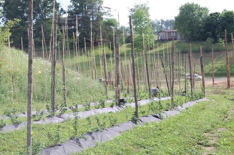 Rows of young plants trained on tall wooden poles in a rural field with a house on a hill