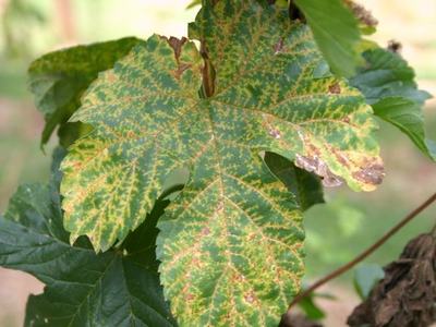 Large lobed leaf with yellow mottling and brown spots indicating discoloration