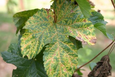 Large lobed leaf with yellow mottling and brown spots indicating discoloration