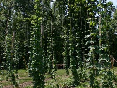 Hops plants climbing vertical twine between trellis poles in a hop yard