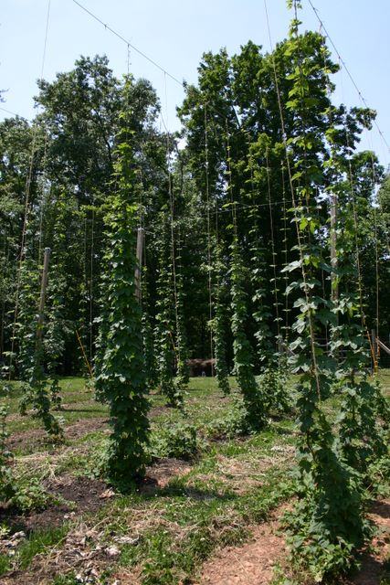 Hops plants climbing vertical twine between trellis poles in a hop yard
