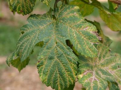Green grapevine leaf with yellow stippling along veins and small chew holes
