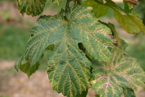 Green grapevine leaf with yellow stippling along veins and small chew holes