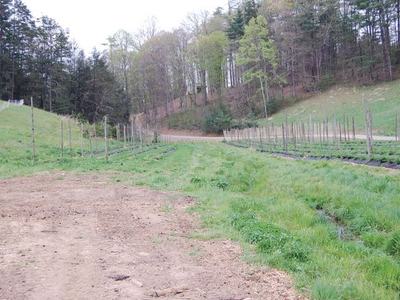 Rows of young trellised plants in a grassy field between wooded hills
