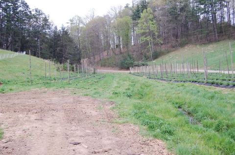 Rows of young trellised plants in a grassy field between wooded hills