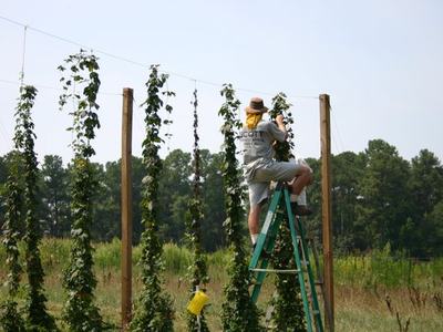 Person on ladder tending hop plants on a trellis in a field
