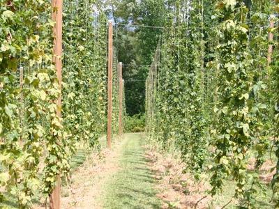 Rows of hop vines trained on wooden poles and wires with grassy center path