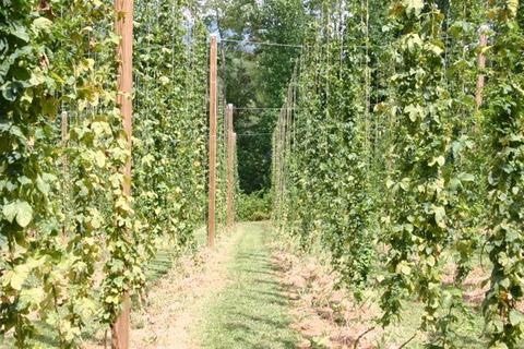 Rows of hop vines trained on wooden poles and wires with grassy center path