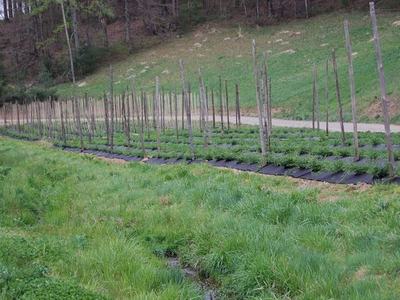 Rows of staked young plants with black ground cover in a grassy hillside field