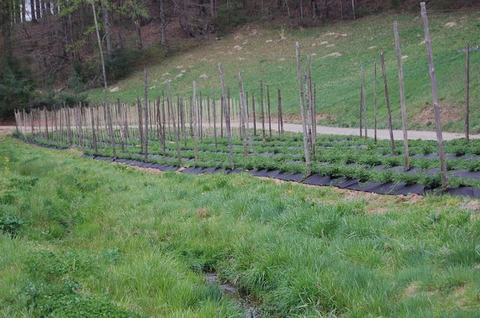 Rows of staked young plants with black ground cover in a grassy hillside field