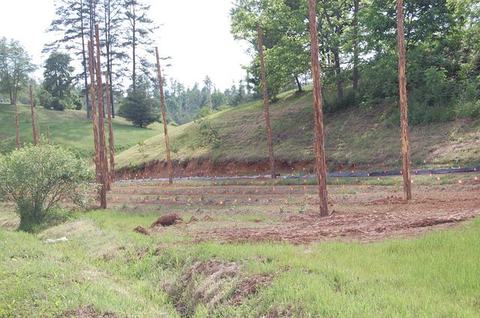 Field with rows of newly planted saplings marked by orange flags below tall tree trunks
