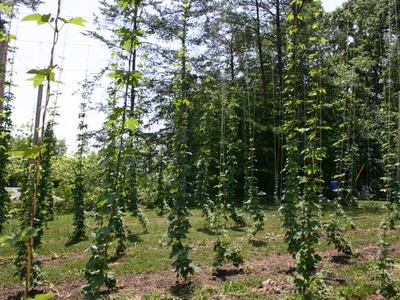 Rows of hop vines climbing vertical trellis strings in a field with trees background