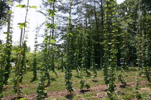 Rows of hop vines climbing vertical trellis strings in a field with trees background