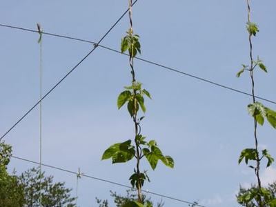 Vines climbing vertical ropes on a wire trellis grid against a blue sky
