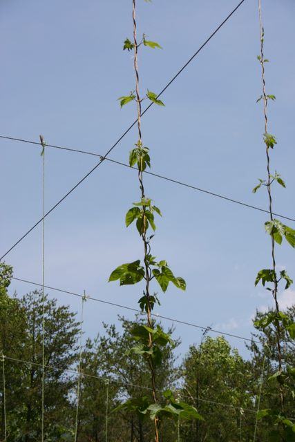 Vines climbing vertical ropes on a wire trellis grid against a blue sky