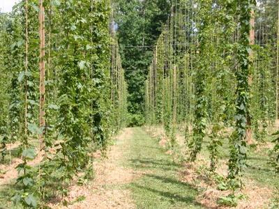 Rows of green hop bines climbing vertical trellis strings in a field