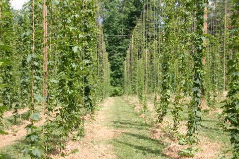 Rows of green hop bines climbing vertical trellis strings in a field
