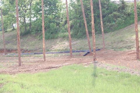 Tall stripped tree trunks standing in a cleared grassy area with a silt fence