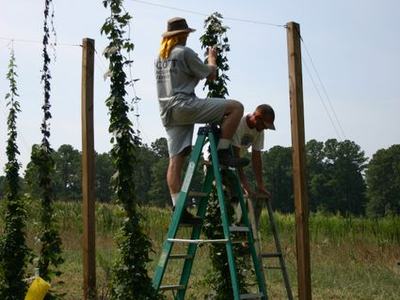 Two men on ladders training hop vines along wires between wooden posts