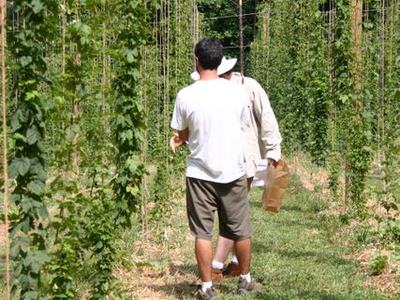 Two people walking between tall trellised hop vines in a field