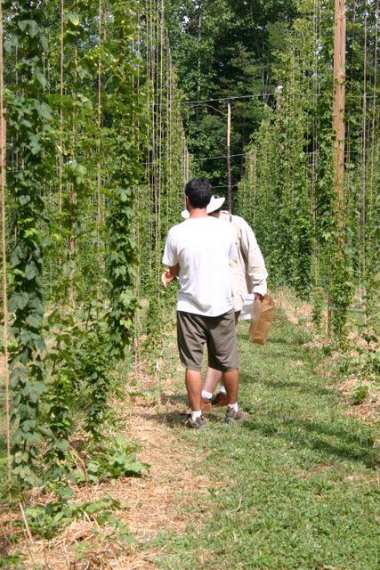 Two people walking between tall trellised hop vines in a field