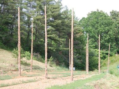 Peeled tree trunks standing upright in rows in a field near wooded hillside