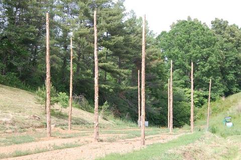 Peeled tree trunks standing upright in rows in a field near wooded hillside