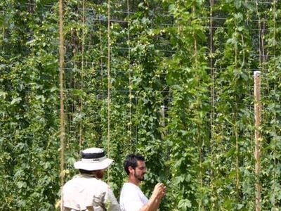 Two men inspecting tall hop vines trained on vertical trellises