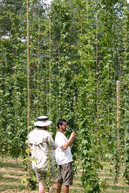Two men inspecting tall hop vines trained on vertical trellises