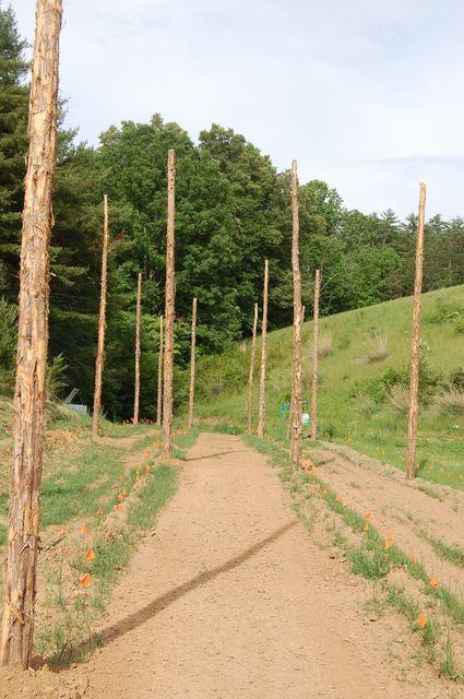 Dirt pathway flanked by tall stripped wooden poles running toward a wooded hillside