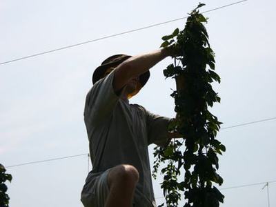 Person on a ladder tending a tall climbing plant growing up horizontal trellis wires
