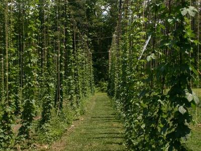 Rows of hop vines climbing vertical strings with a grassy path between them