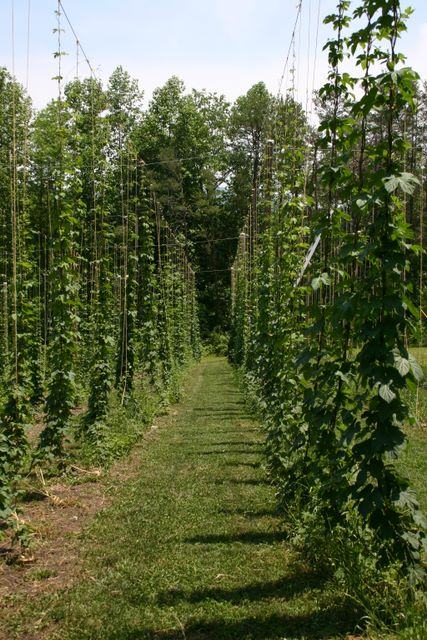 Rows of hop vines climbing vertical strings with a grassy path between them