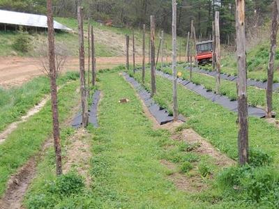Rows of trellis posts in planted rows across a grassy field, ATV parked background