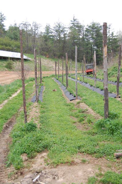 Rows of trellis posts in planted rows across a grassy field, ATV parked background